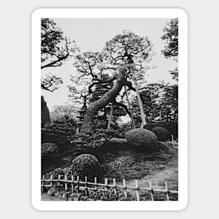 Black and White Shot of Old Trees in Japanese Garden Sticker